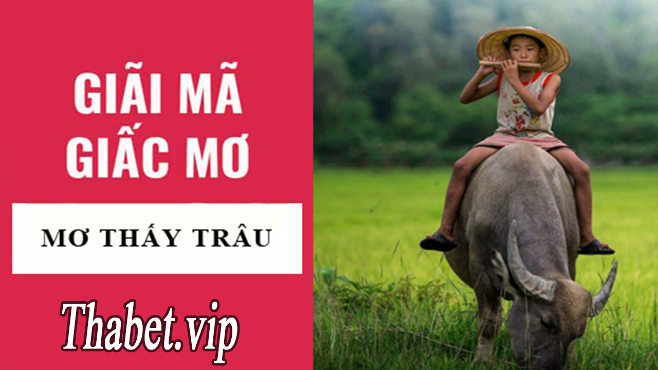 Nằm mơ thấy trâu mang ý nghĩa gì?